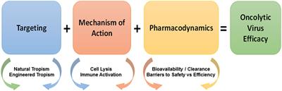 Oncolytic Viruses—Natural and Genetically Engineered Cancer Immunotherapies